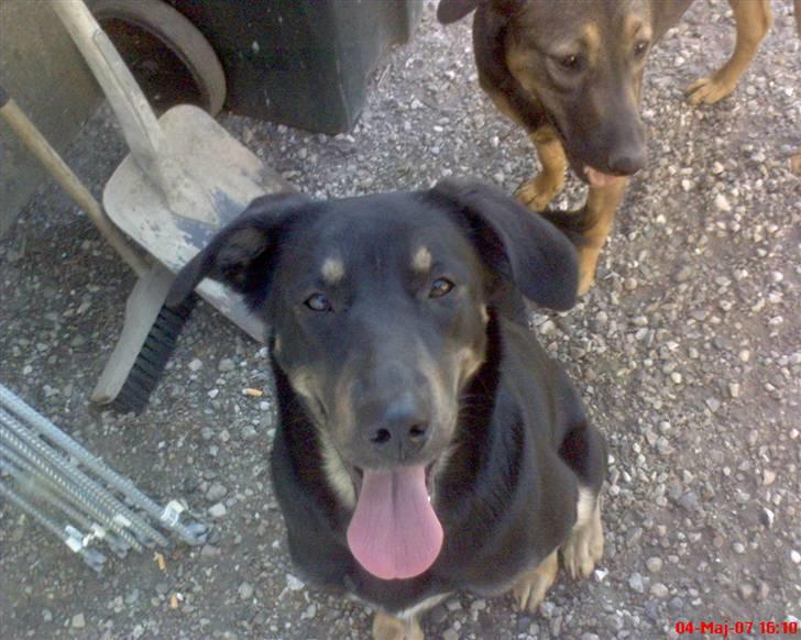 Blanding af racer Sasha - Et billede af min hunde mor... hun er en stjerne på himmelen som passer på mig R.I.P mor. billede 13