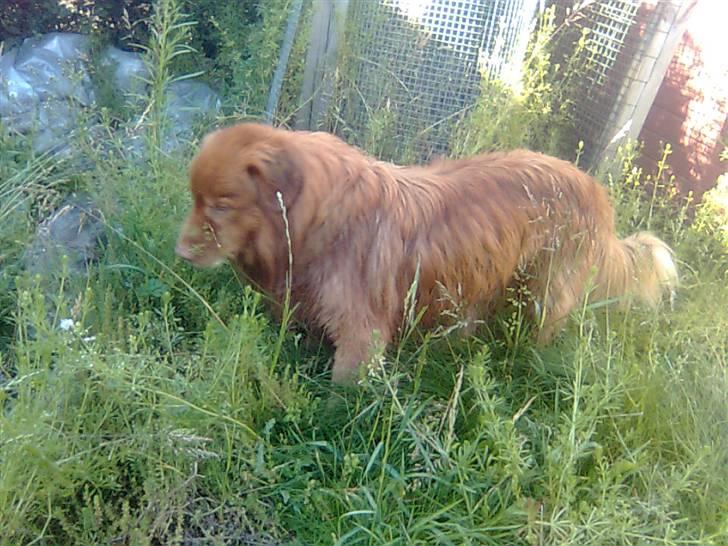 Nova scotia duck tolling retriever Andy - på opdagelsesrejse i vinldnesset (: billede 17