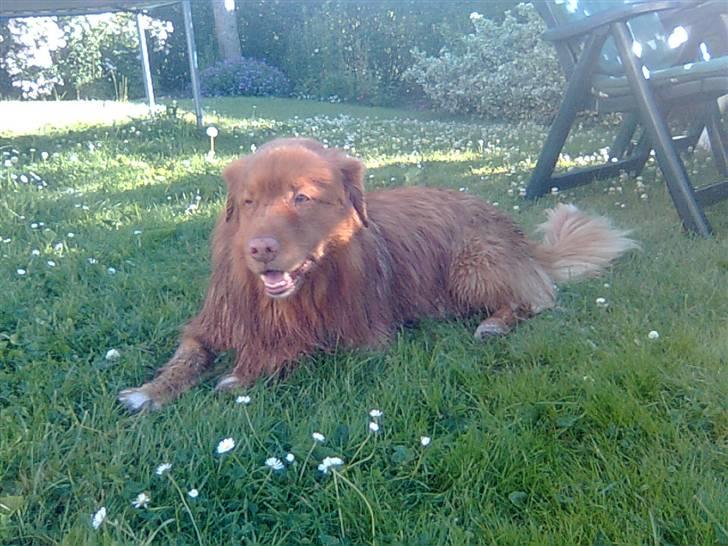 Nova scotia duck tolling retriever Andy billede 18