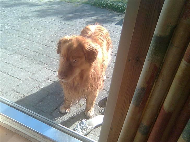 Nova scotia duck tolling retriever Andy billede 19