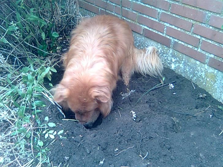 Nova scotia duck tolling retriever Andy - hjælper mine forældre med at grave ;P billede 20