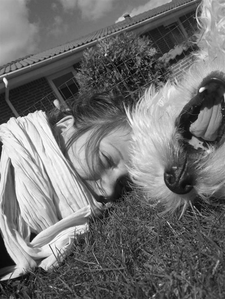 West highland white terrier Sofus - Sofus og jeg der fjoller ude i haven billede 1