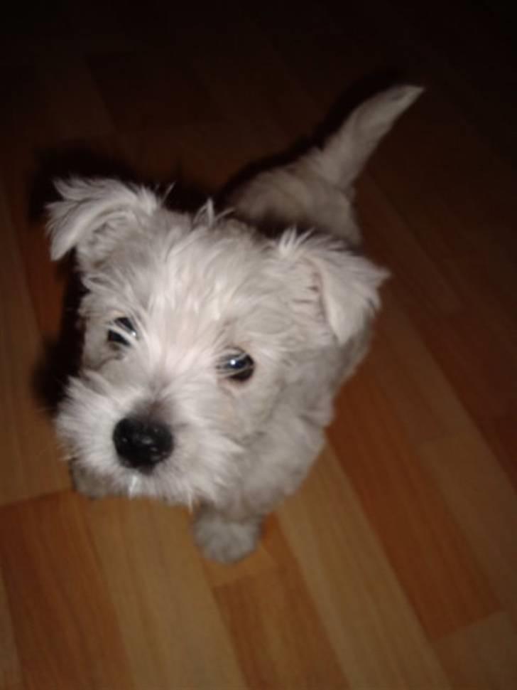 West highland white terrier Sofus - da Sofus kun var ni uger:-) billede 2