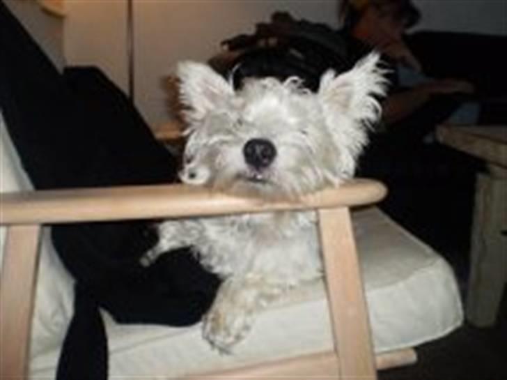 West highland white terrier Sofus - Sofus elsker at hvile snuden på stolen:-) billede 3