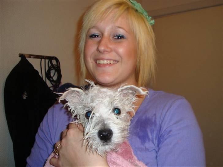 West highland white terrier Sofus - min søster har lige haft sofus i bad. der er han kun ni uger:-) billede 4