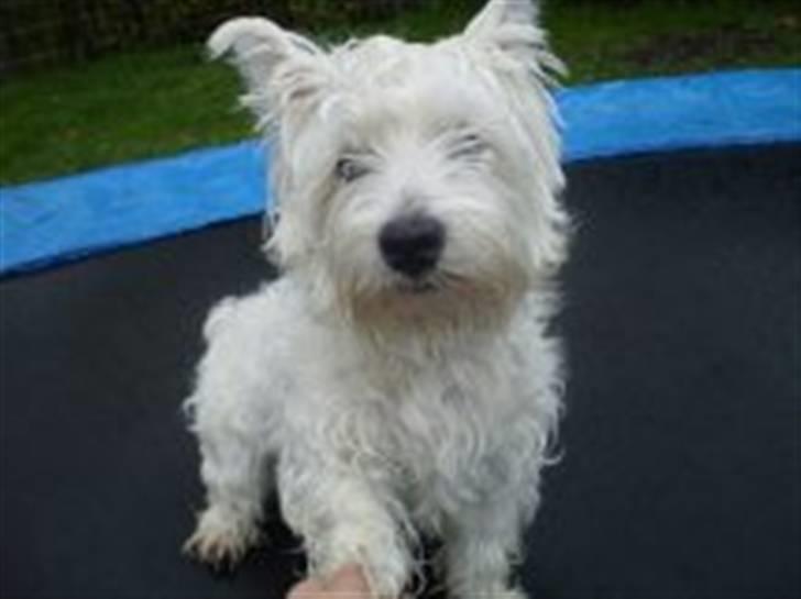 West highland white terrier Sofus - en våd sofus på min trampolin der giver pote:-) billede 5