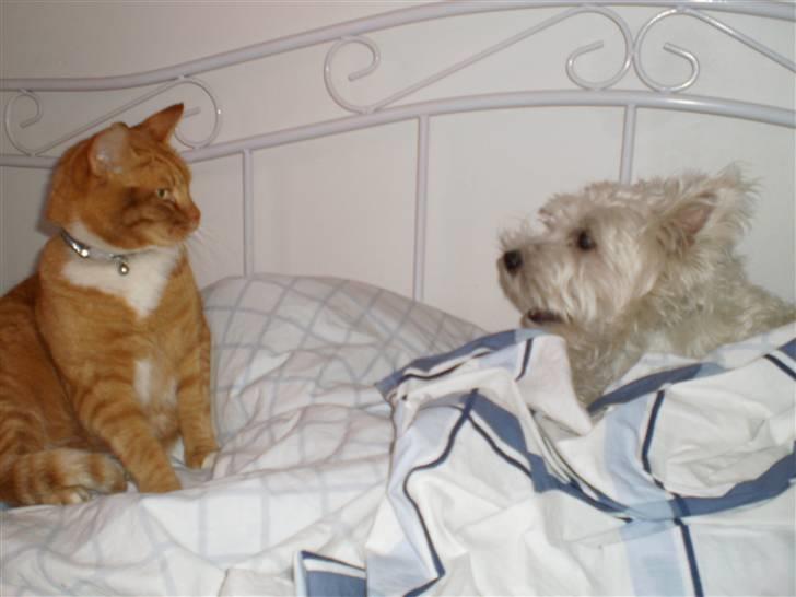 West highland white terrier Sofus - Sofus og Simba. de er ved at blive gode venner nu:-) billede 6