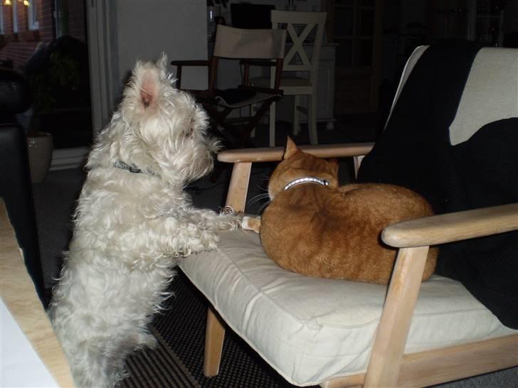 West highland white terrier Sofus - Sofus holder øje med ALT simba laver:-) billede 7