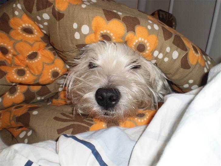 West highland white terrier Sofus - en langhåret sofus som nu er blevet klippet er blevet rigtig sød:-) billede 8