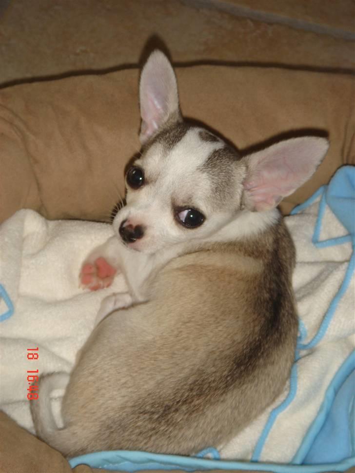 Chihuahua Ravns Cosmo R.I.P - hva siger du ?? billede 7