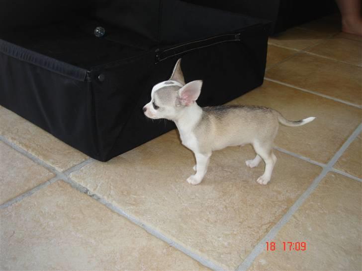 Chihuahua Ravns Cosmo R.I.P - cosmo billede 9