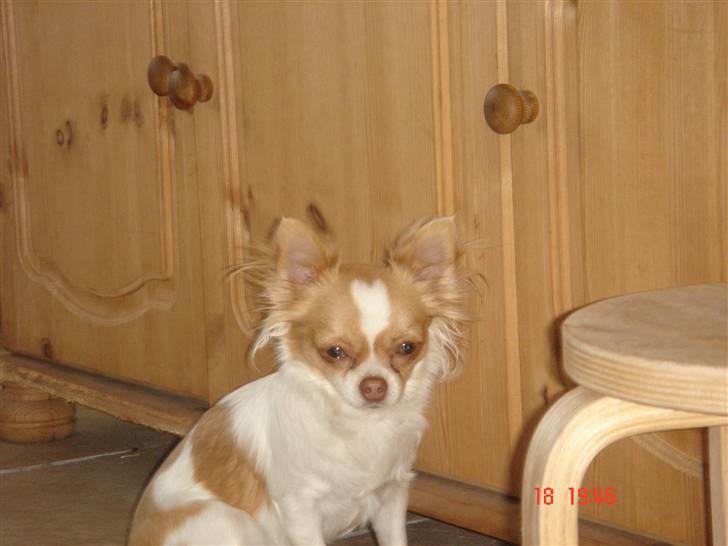 Chihuahua Frantzen`s Mercedes - Mercedes billede 15