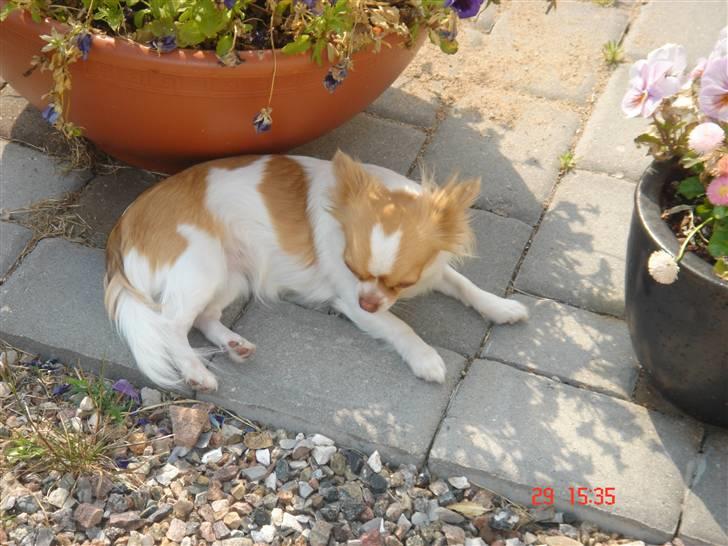 Chihuahua Frantzen`s Mercedes - Mercedes billede 16