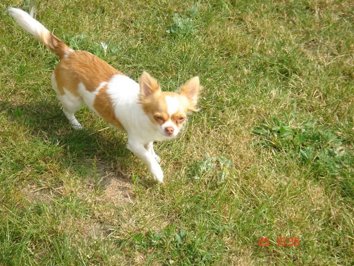 Chihuahua Frantzen`s Mercedes - Mercedes billede 17