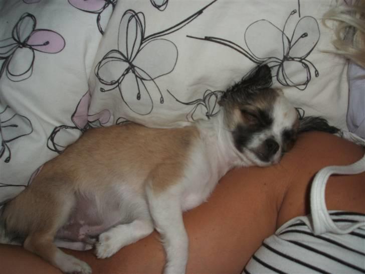Chihuahua Luca billede 13