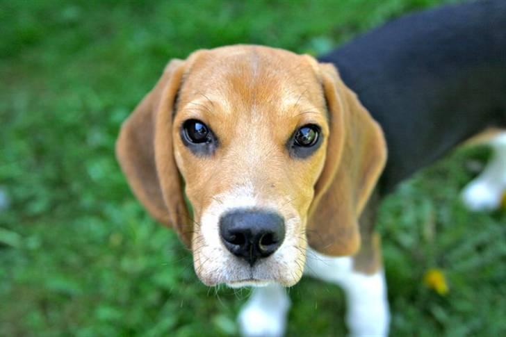 Beagle Maggie - Det smukke brune ansigt!  billede 1