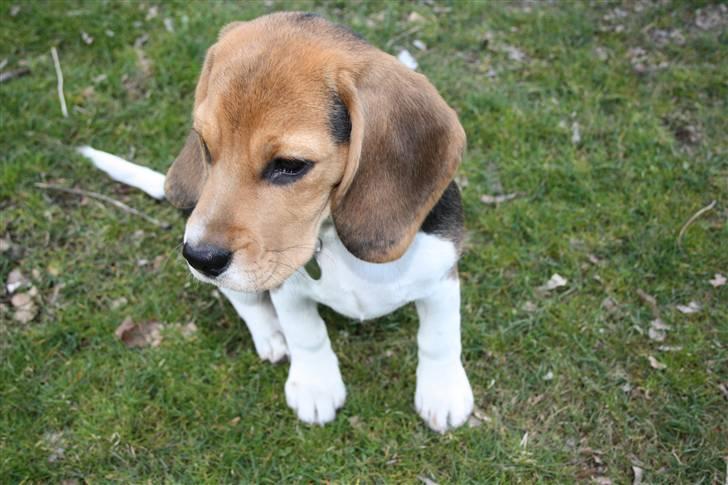 Beagle Maggie - Arnbjerg parken  billede 2
