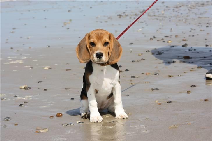 Beagle Maggie - Vesterhavet. Maggie var endnu en lille baby ;-)  billede 3