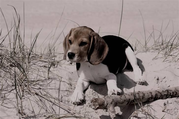 Beagle Maggie - Vesterhavet  billede 4