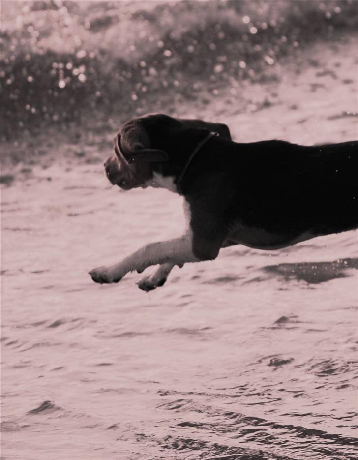 Beagle Maggie - Første gang, at Maggie badede i Vesterhavet. Hun elskede det!  billede 5