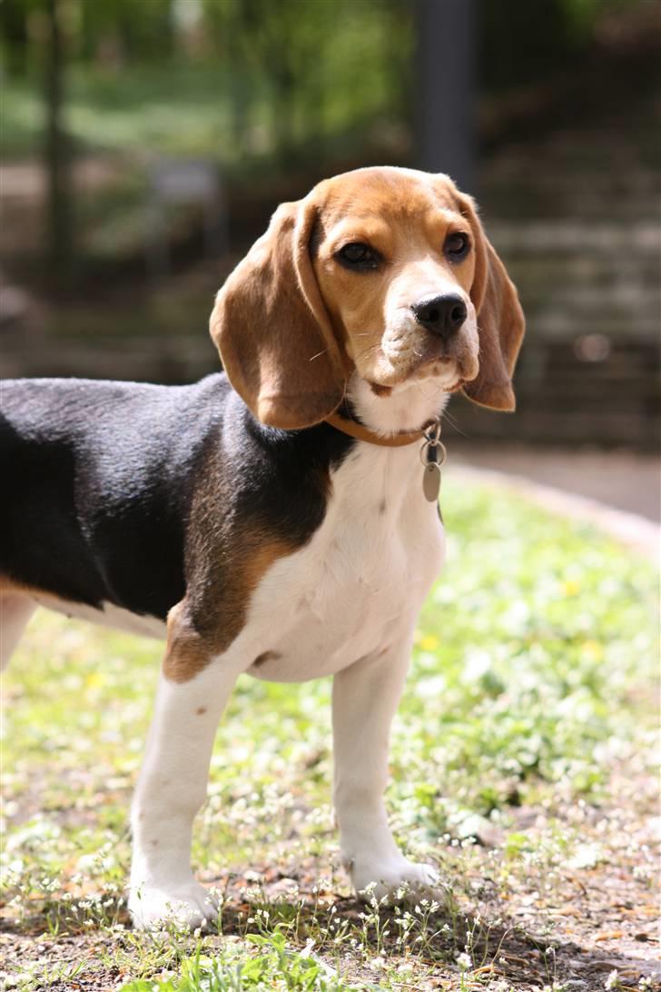 Beagle Maggie - Arnbjerg parken billede 6