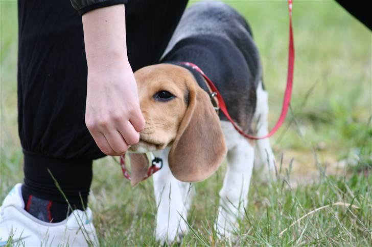 Beagle Maggie - Til hundetræning billede 7