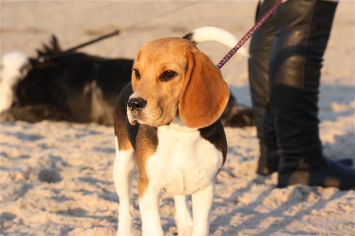 Beagle Maggie - Sankte hans ved stranden  billede 8