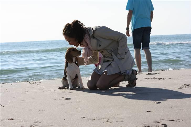 Beagle Maggie - Vesterhavet. Maggie og jeg  billede 9