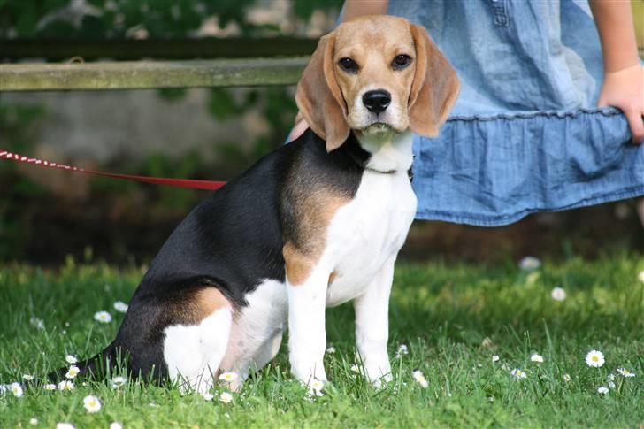 Beagle Maggie - En dejlig sommeraften  billede 10