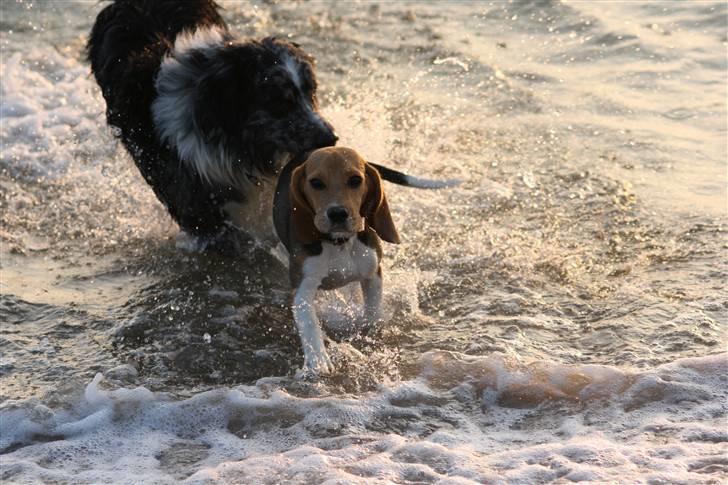 Beagle Maggie - Maggie og min søsters hund Charlie i Vesterhavet  billede 11