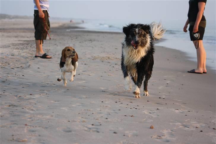 Beagle Maggie - Maggie og Charlie ved Vesterhavet  billede 12