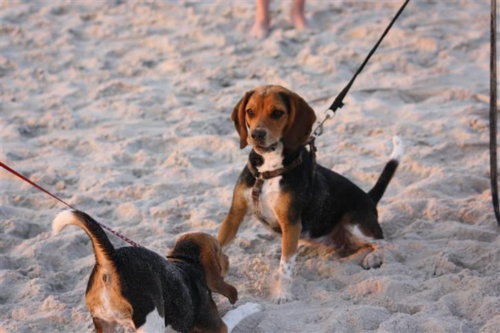 Beagle Maggie - Maggies første møde med en beagle, siden hun forlod kuldet ;-)  billede 13