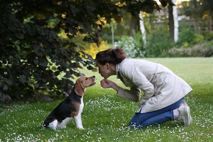 Beagle Maggie - Arnbjerg parken  billede 14