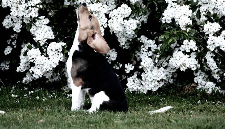 Beagle Maggie - Arnbjerg parken  billede 15