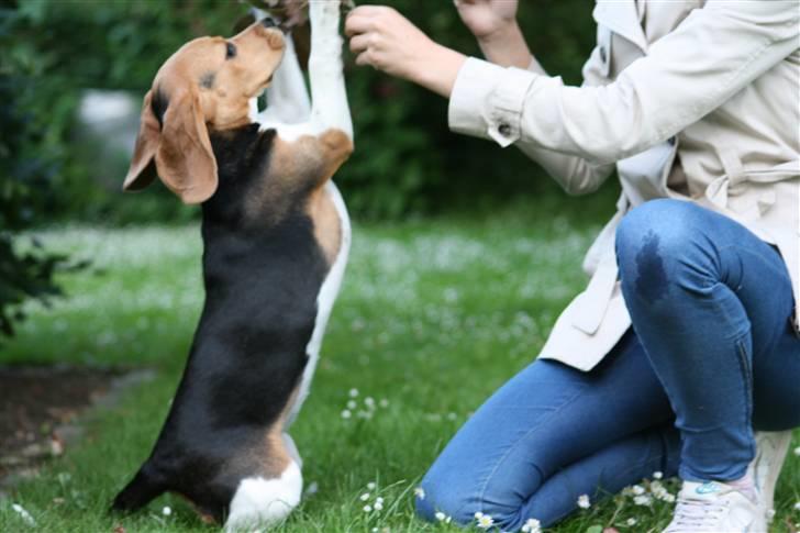 Beagle Maggie - tricks: "kaninstillingen"  billede 16