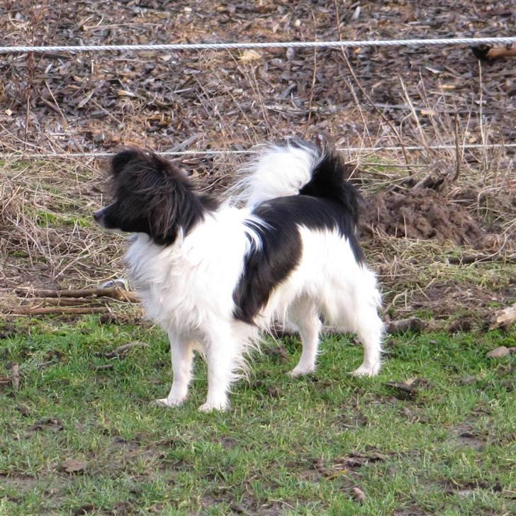 Papillon Pixie billede 1