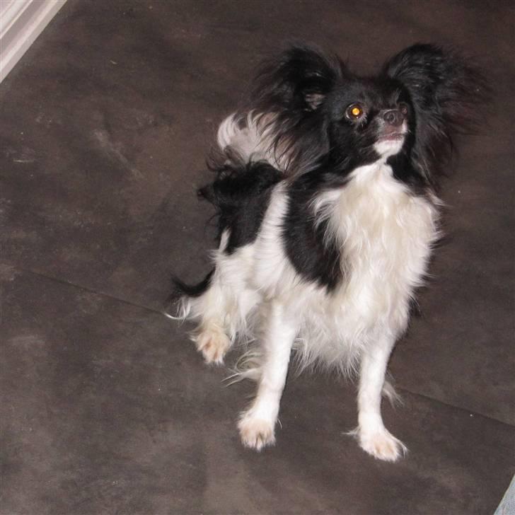 Papillon Pixie billede 2