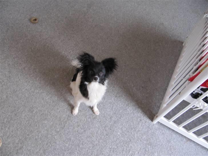 Papillon Pixie billede 3