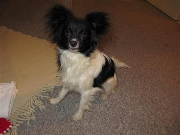 Papillon Pixie billede 4