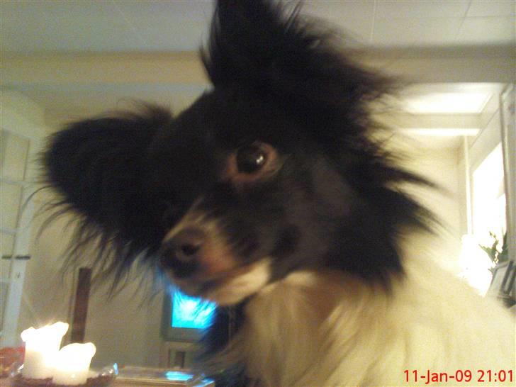 Papillon Pixie billede 5