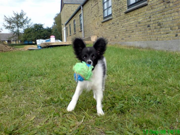 Papillon Pixie - pixie som hvalp, efterår 2008 billede 6