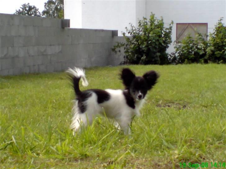 Papillon Pixie billede 7