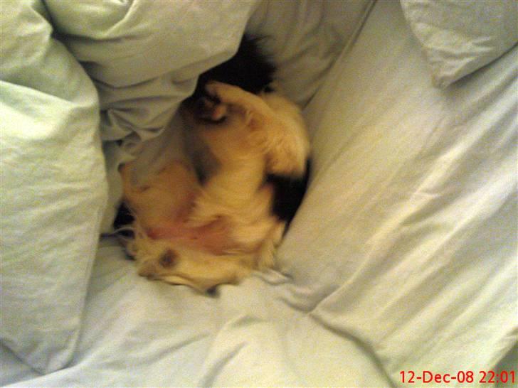 Papillon Pixie - tager sig lige en skraber på min dyne :-) billede 8