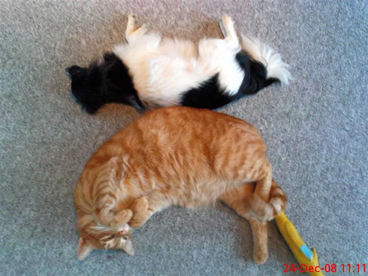 Papillon Pixie - pixie og misser hygger billede 9