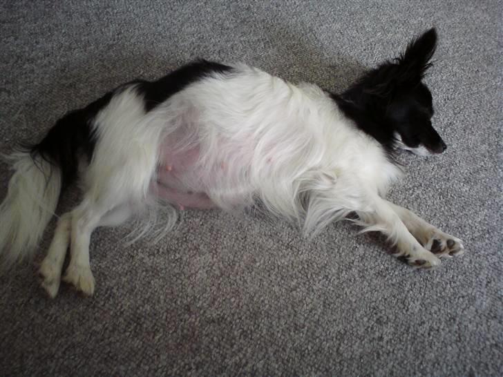 Papillon Pixie - pixie højdrægtig billede 10