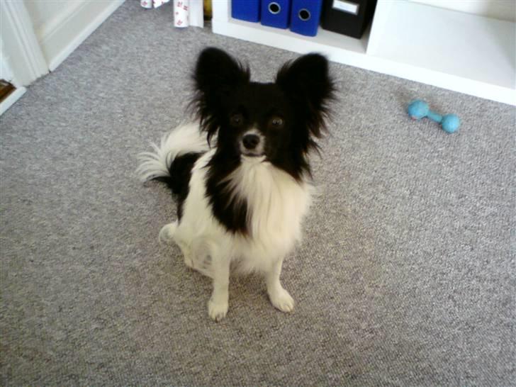 Papillon Pixie billede 11