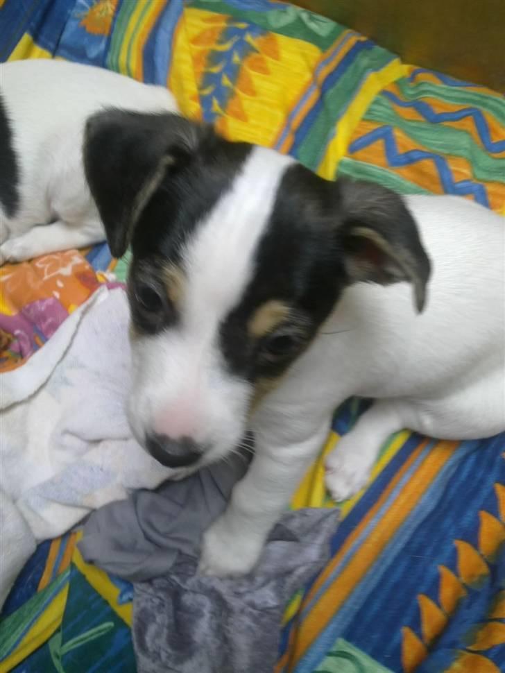 Dansk svensk gaardhund Bella - Her er hun ikke over 8 uger. billede 1