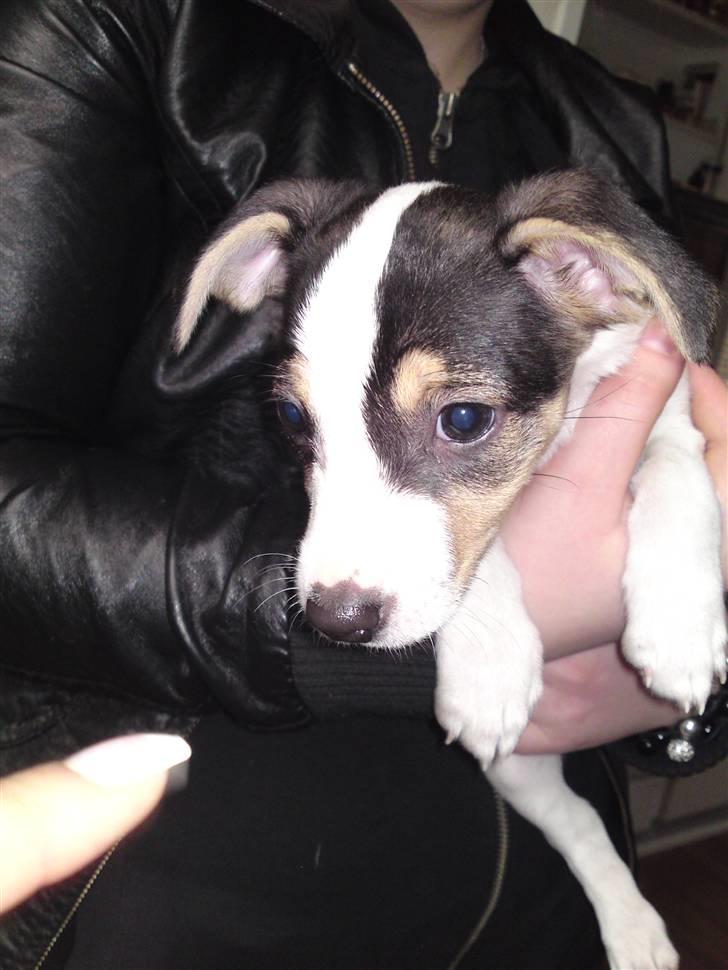 Dansk svensk gaardhund Bella - Her er hun ikke over 8 uger. billede 2