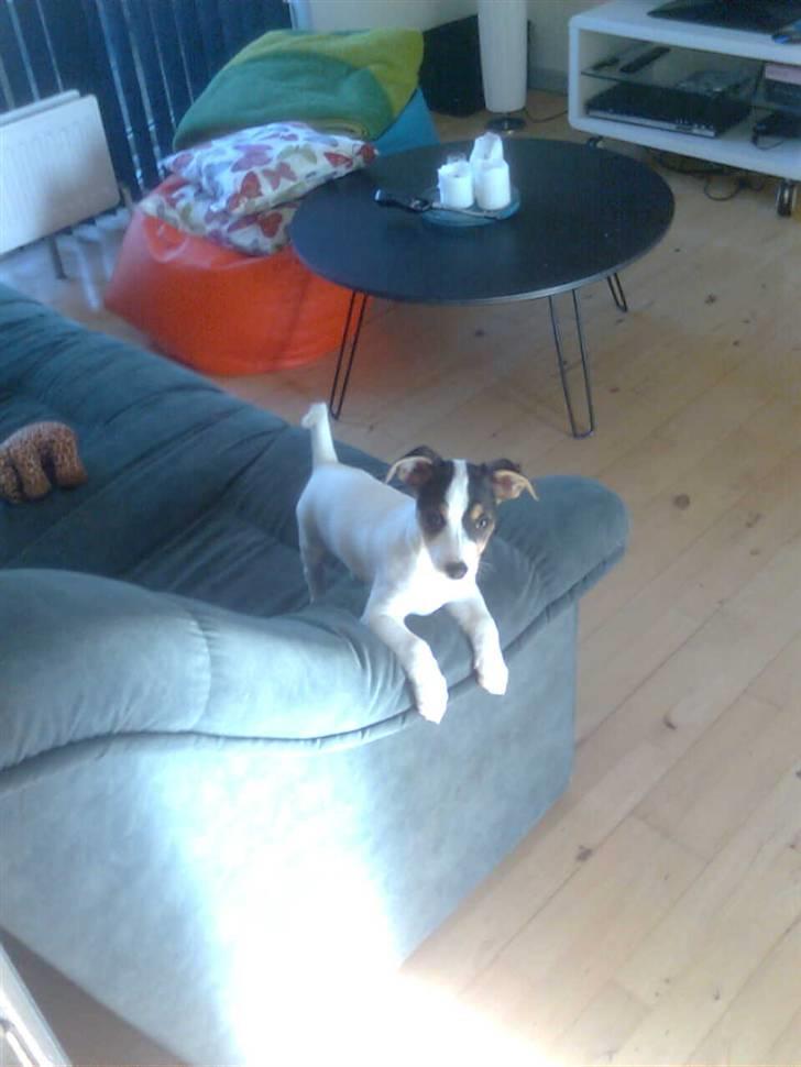 Dansk svensk gaardhund Bella billede 3