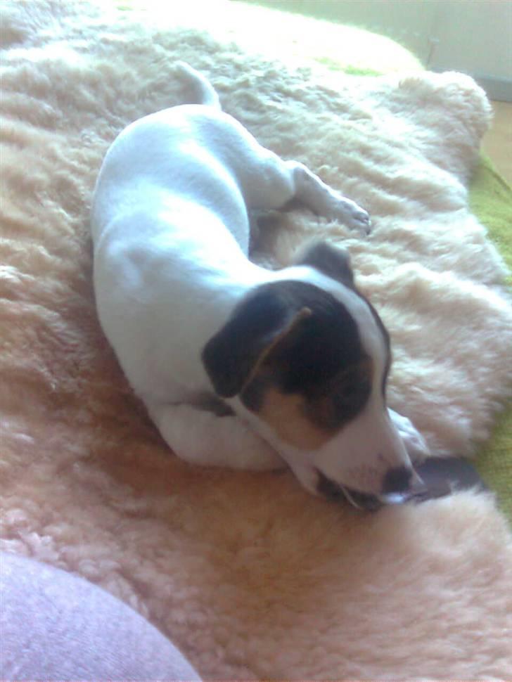 Dansk svensk gaardhund Bella billede 4